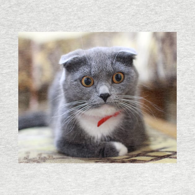 British Shorthair by kawaii_shop